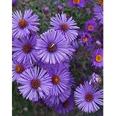 100PCS New England Aster Seeds Purple Perennial Flower Seeds Heirloom