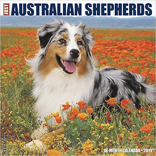 Just Australian Shepherds 2019 Wall Calendar (Dog Breed Calendar), by Willow Creek Press Just Australian Shepherds 2019 Wall Calendar (Dog Breed Calendar), by Willow Creek Press