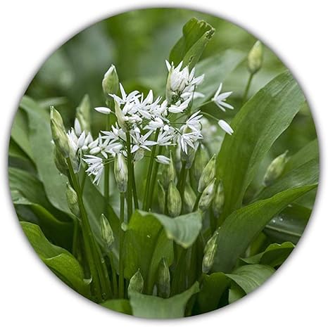 Wild Garlic Wood Garlic Ramsons Approx 50 Seeds Perennial Garlic Substitute Amazon Ca Patio Lawn Garden