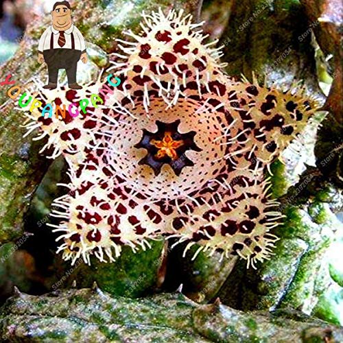 Exotic Rare Cactus Bonsai Stapelia Pulchella Bonsai Lithops Mix Succulents for Home Garden Flower Bonsai 200 Pcs - (Color: 7)