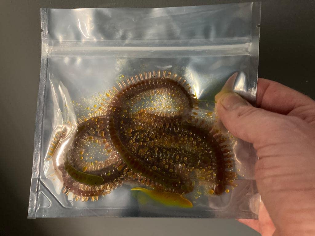 King Ragworm 22cm x3 Infused with Natural Ragworm Flavour Life like Artificial Sea fishing lure LRF