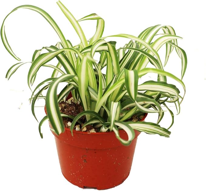 Bonnie Curly Spider Plant 6�� from