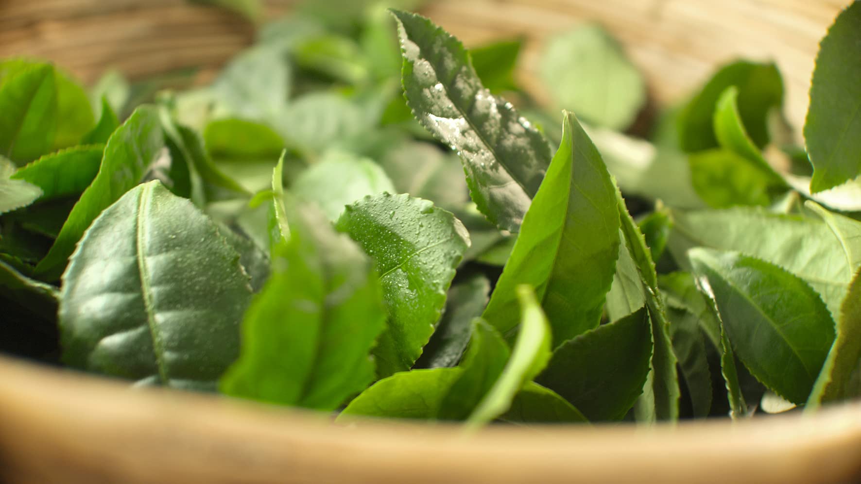 Meßmer Earl Grey | Feiner Schwarztee mit Bergamotte-Aroma | 25 Teebeutel | Harmonisch abgestimmt 7