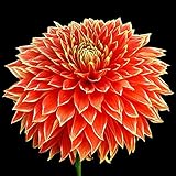 Parkland Glory Decorative Dinnerplate Dahlia - 2 Bulb Clumps
