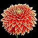 Parkland Glory Decorative Dinnerplate Dahlia - 2 Bulb Clumps