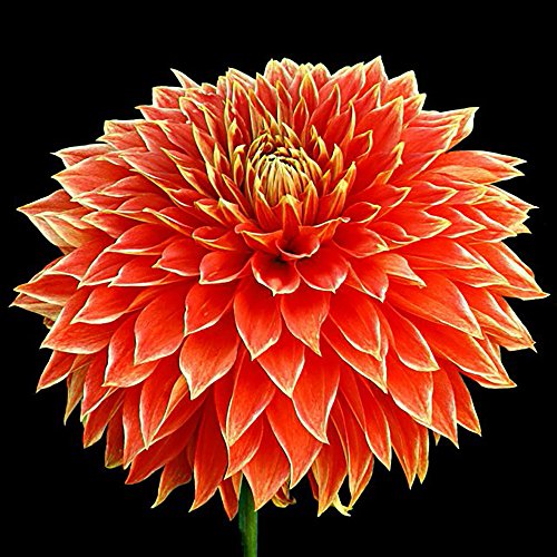 Parkland Glory Decorative Dinnerplate Dahlia - 2 Bulb Clumps