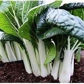 400 PCS Cabbage Vegetable Seeds Yu Choy Sum Seeds