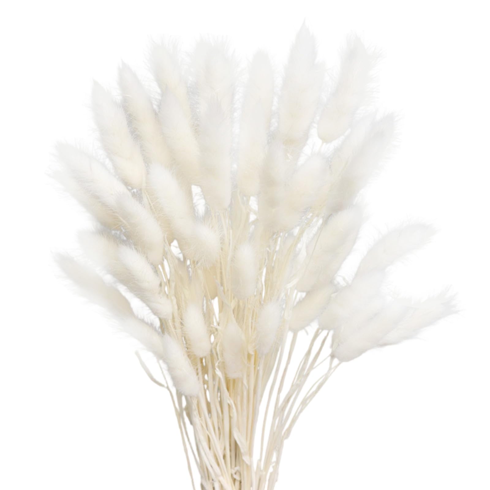 Vellivar White Bunny Tails Pampas Grass Home Decor Dried Grasses for Vases Cake, 50pcs Rabbit Tails Bouquet Small Dried Flowers Table Decoration Room