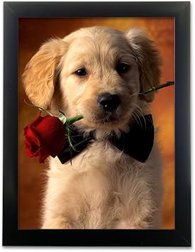 Amazon De Welpen Bild Golden Retriever Welpe Mit Rose Schwarz Gerahmtes Bild Tierkunst