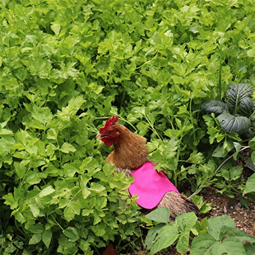 Sommer's Laden Haustier Schürze Chicken Saddle Hen Schürze Hühnersattel Geflügel Henne Sattel Schürze Federschutzhalter… – Bild 8