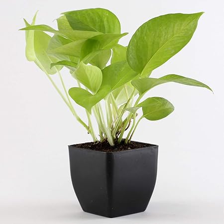 Ferns N Petals Green Money Plant in Black Plastic Pot 3 x 3 Inches