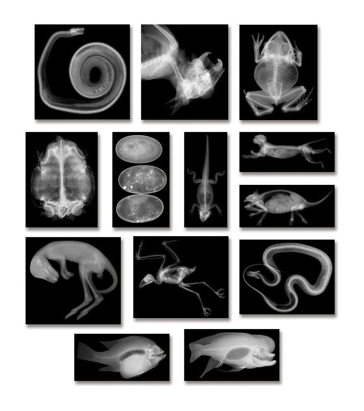 Animal X Rays Printables Free Printable World Holiday