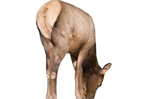 Montana Decoy Miss September Feeding Elk