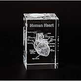 Ultrassist 3D Human Heart Crystal Model, Laser Etched Anatomical Model for Home and Office Decoration, Cardiology Gifts