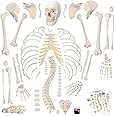 Disarticulated Human Skeleton Model for Anatomy 67 inch High, Full Size Skeleton Models with Poster, Skull, Bones, Articulated Hand & Foot