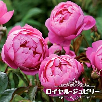 Amazon バラ苗 ロイヤル ジュビリー Er 大輪 イングリッシュローズ 6号ポット 大苗 四季咲き 強健 種 苗