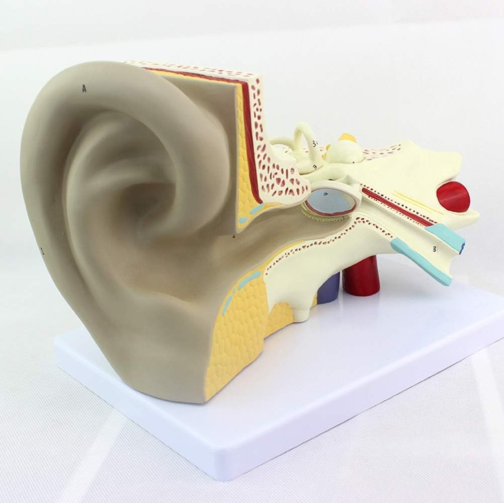 Medical Anatomical Ear Model, Artificial Ear Model Sculpture, Suitable for Classroom Teaching of Human Internal Organs Anatomy Science