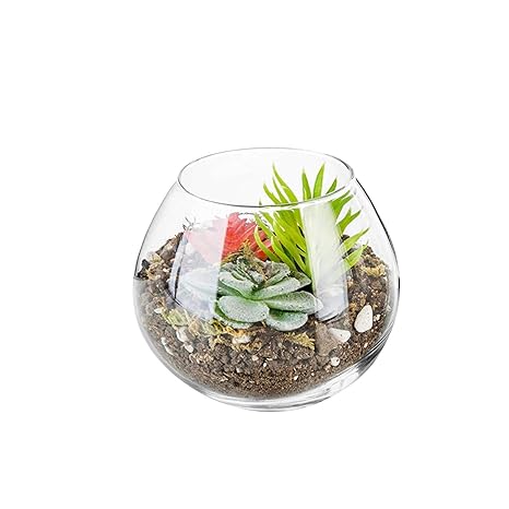 Buy Aakriti Glass Plant Terrariums Glass Vase Plants Tea Light
