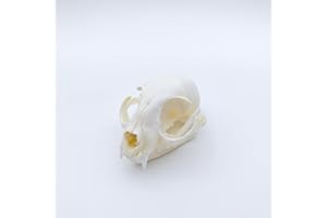 ZONYANSO Natural Animal Skull Real Bone Specimen Taxidermy Fox Skull Raccoon Dog Skull Cat Skull Mink Skull Turtle Skull Science Education Special Gift (Cat Skull)