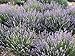 Zziggysgal Beautiful Lavender Filled Sachets - Freshly harvested and Dried - 12 Pack