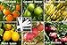 Yum Fruit Combo Pack Bulk Seeds Lemon, Clementine, Apple, Banana (Organic) 45+ Seeds UPC 650327337794 Self Fertile + 6 Free Plant Markers