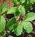 Wasabi Seeds - Diplotaxis - 100 Seeds