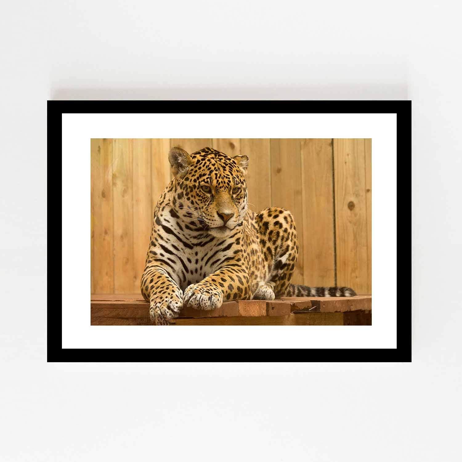 Amazon Co Jp シャム猫ペット動物ポスター壁画ネコアートプリントクリエイティブ装飾ライオントラは額縁30x25cm ホーム キッチン