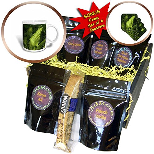 3dRose Alexis Photography - Nature Grass Fern - Sunlit leaf of a fiddlehead fern in the forest - Coffee Gift Baskets - Coffee Gift Basket (cgb_272998_1)