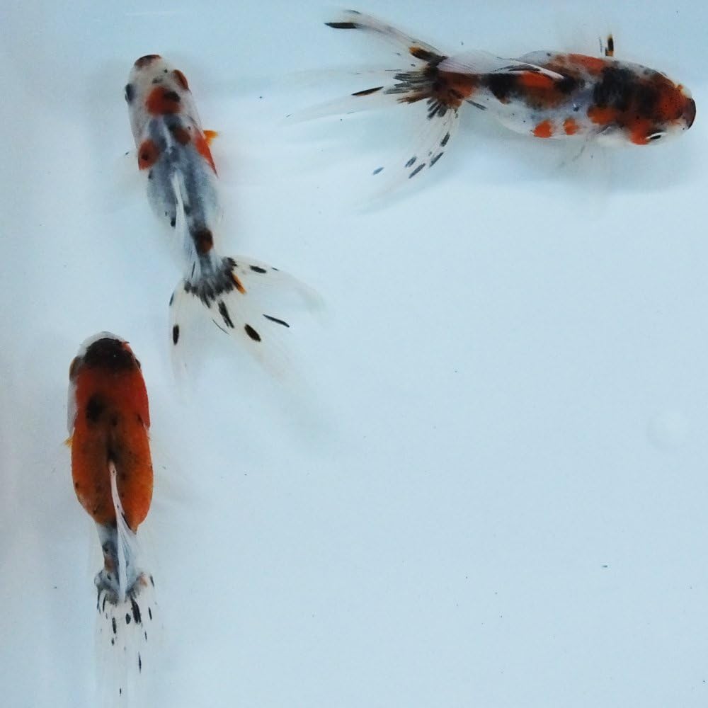 Amazon 生体 国産 東錦 弥富産 6cm 8cm 3匹 Emuwai Emuwai 観賞魚 水中生物 通販