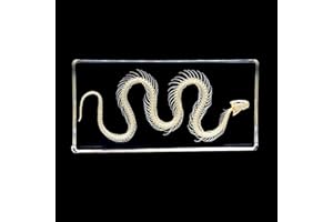UIGJIOG Real Snake Skeleton Animal Specimen in Acrylic Block, Paperweights Science Classroom Specimens for Science Education,