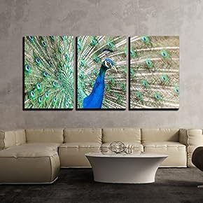 3 Piece Canvas Wall Art - Peacock with Feathers Out - Modern Home Art Stretched and Framed Ready to Hang - 16"x24"x3 Panels