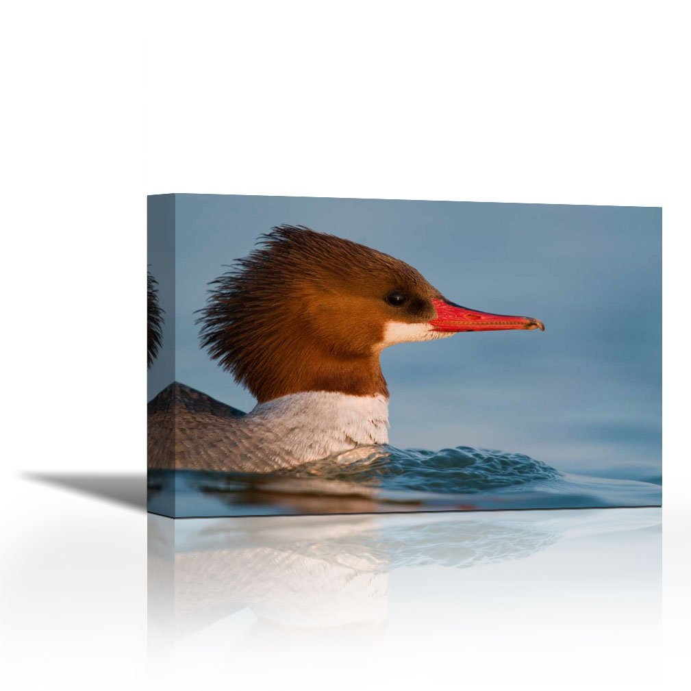 Buy Karmakara Common Merganser Female Swimming Saginaw Bay Michigan Fine Art Print On Fine Art Canvas Stretched Gallery Wrap Style Wall Decor Painting Ready To Hang Print 12 X 8