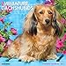 Just Mini Dachshunds 2017 Wall Calendar (Dog Breed Calendars)
