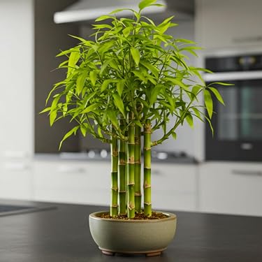 Amazon Best Sellers: Best Indoor Bonsai