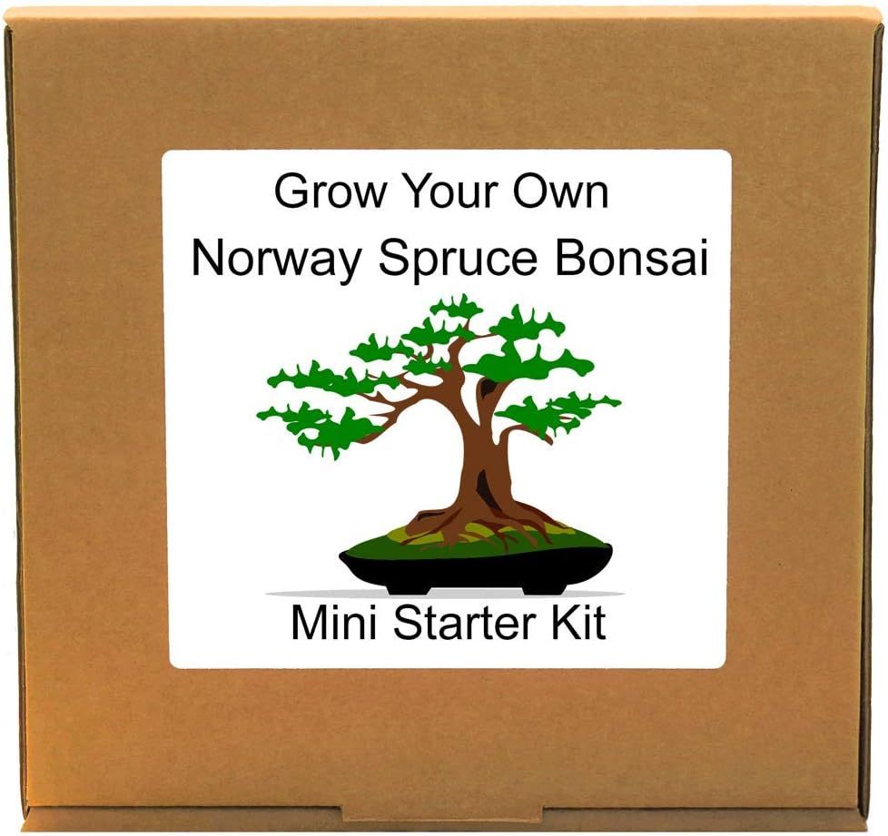 Grow Your Own Norway Spruce Bonsai Tree Kit – Unusual, Unique and Quirky Complete Beginner Friendly Indoor Gardening Gift for Men, Women or Children