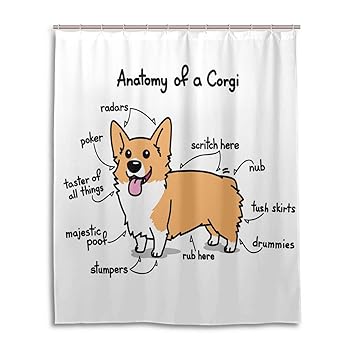 Mweet Shower Curtain Corgi Anatomy Bathroom Decor Polyester Fabric Waterproof Mildew Resistant Antibacterial 59 × 71 Inch Include Hooks Amazon In Home Kitchen