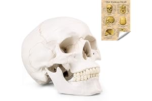 EUDDOO Life Size Human Skull Head Model - Human Skull Anatomical Model Medical Quality, Detached Mandible and Skull Cap - 3 Parts