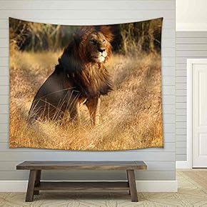 Old Lion in Sunset Light - Fabric Wall Tapestry Home Decor - 51x60 inches