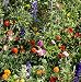 Outsidepride Deer Proof Wild Flower Seed Mix - 1 LB primary