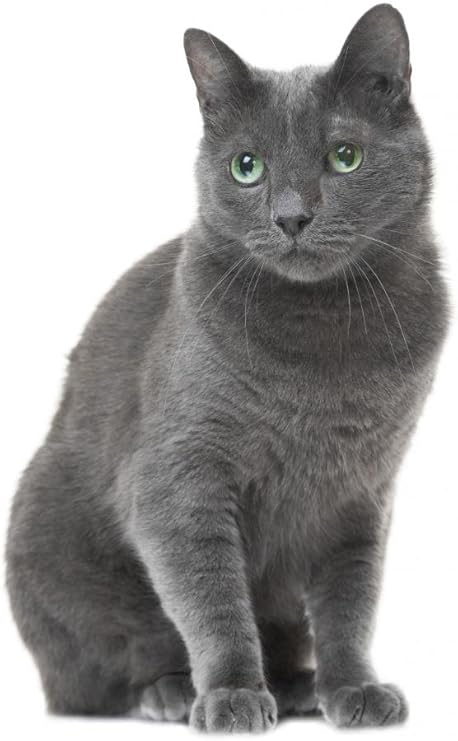 white russian blue cat