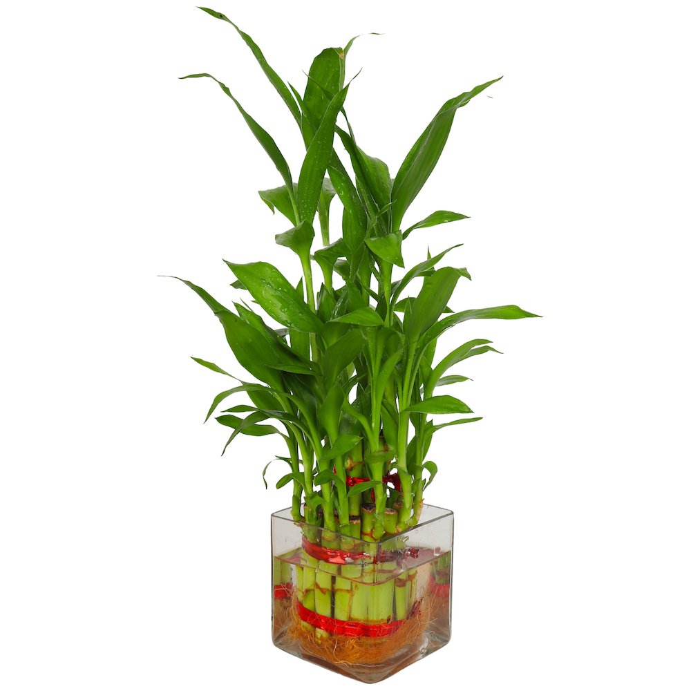 Zaavic Lucky Bamboo 2 Layer Plant In Beautiful Square Glass Pot And Coloured Jelly Balls Amazon In Garden Outdoors