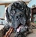 Pawstruck 7