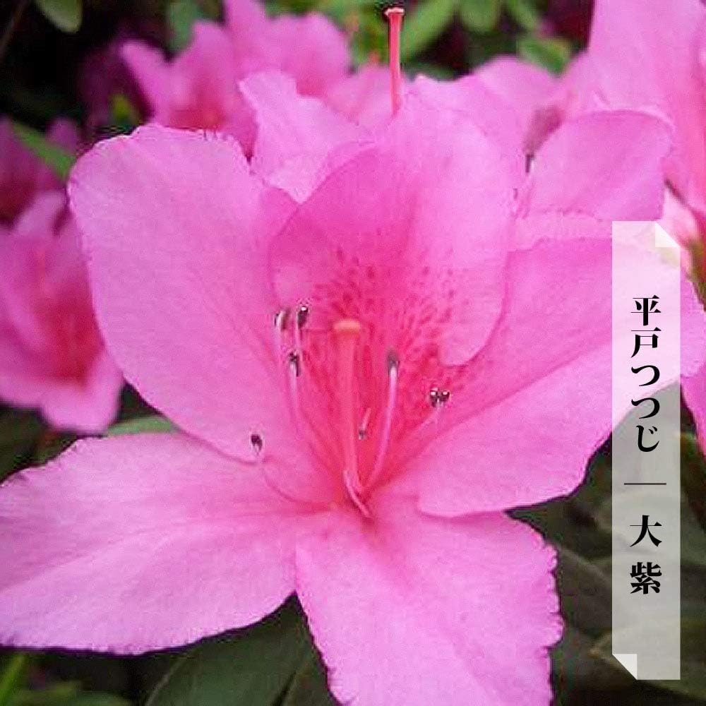 Amazon ヒラドツツジ 平戸つつじ 苗木 4本セット 大紫 4号ポット Diy 工具 ガーデン