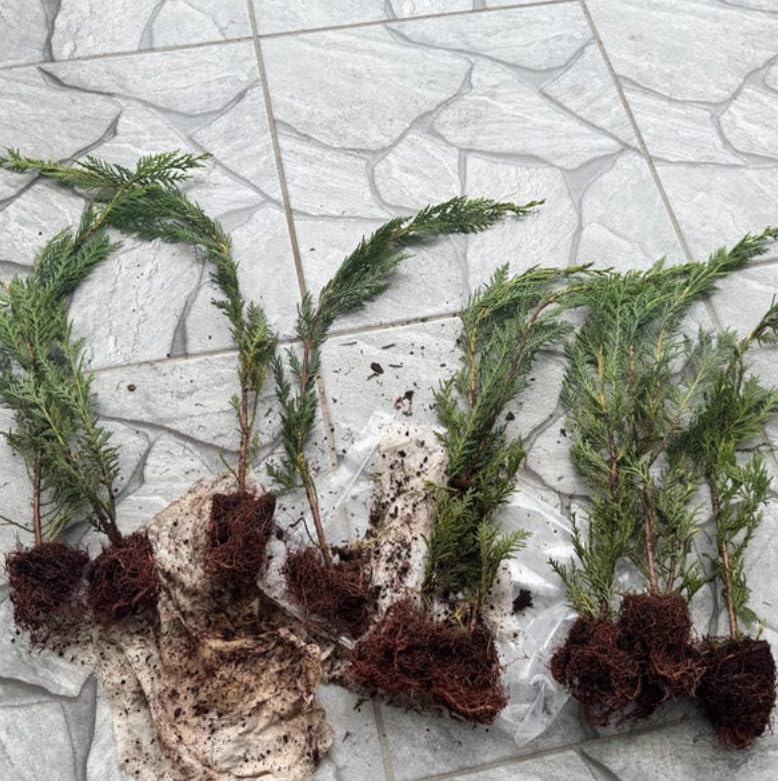 5 Murray Cypress Trees (6-12" Tall) - Fast Growing Evergreen Privacy Screen Live Plants - Cupressus x leylandii Murray - 5 Pack