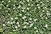 WHITE DUTCH CLOVER SEED * COVER CROP * PERENNIAL LEGUME * LOW GROWING *10K BULK