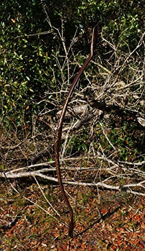 Woodland Elf Bow, Quiver, and 4 Arrow set TAKEDOWN