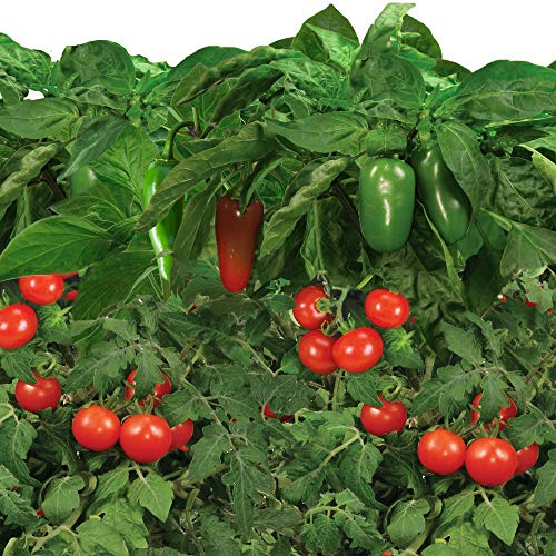 AeroGarden Salsa Garden Seed Pod Kit, 9 – Our Healing Plants