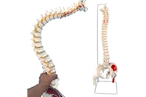 Veipho Spine Model, Spine Models for Chiropractors, Spine Model Life Size with Stand, Spine Models for Anatomy & Office, 34" Flexible Colored Human Spine Model Life-Size Spinal Cord Model
