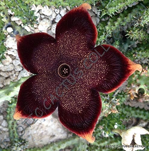 Edithcolea Grandis, Exotic Huernia Rare Orbea Succulent Stapelia Seed 5 Seeds ecc002