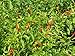 Your Kitchen Organic Dried Thai Chili Flakes From My Farm (3.5 Ounce)